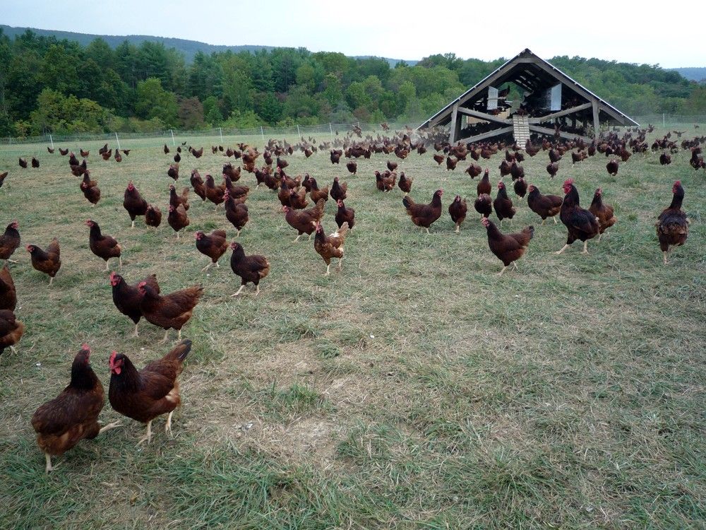Free-range chickens wandering fields